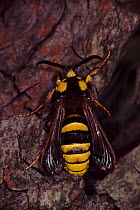 Hornet Moth (Sesia apiformis) NB mimics hornet colouration