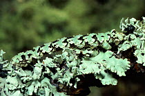 Brussels Lace Moth caterpillar on lichen covered oak twig. Scotland, UK