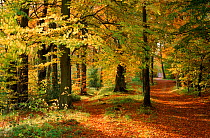 Autumn colours in Long Ridge Woods, Painswick, Cotswolds.