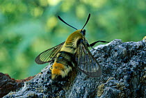 Narrow Bordered Bee Hawk moth, Germany