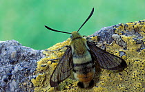 Narrow Bordered Bee Hawk Moth. (Hemaris tityus) Germany