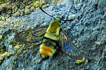 Narrow Bordered Bee Hawk moth, Germany