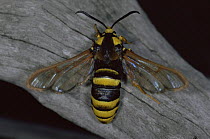 Hornet Moth (Sesia apiformis) mimicing hornet, Germany
