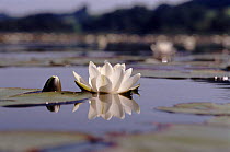 Water Lily flower, USA