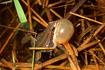 Western Chorus Frog male calling (Pseudacris triseriata) USA