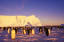 Emperor penguin rookery. (Aptenodytes forsteri) Atka Bay  Weddell Sea, Antarctica