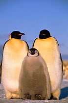Emperor penguins with chick (Aptenodytes forsteri). Atka Bay, Weddell Sea, Antarctica