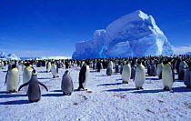 Emperor penguins at rookery. (Aptenodytes forsteri) Atka Bay Antarctica Weddell Sea