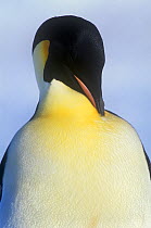 Emperor penguin (Aptenodytes forsteri) preening, Atka Bay, Weddell Sea, Antarctica