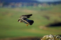 Peregrine Falcon in flight. Germany