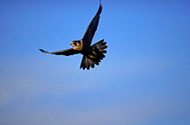 Peregrine falcon in flight, Germany