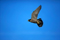 Peregrine Falcon in flight (Falco Peregrinus) Germany