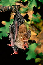 Bechstein's Bat (Myotis bechsteinii) in tree roost, Germany