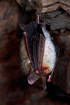 Bechstein's Bat roosting (Myotis bechsteinii) Germany