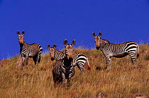 Mountain Zebra  (Equus zebra) Mt Zebra NP South Africa