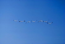 Whooping Cranes in flight. (Grus americana) Canada Saskatchewan