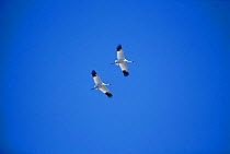 Whooping Cranes in flight. (Grus americana) Texas USA Aransas National Wildlife Refuge