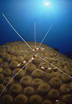 Banded Coral Shrimp on coral (Stenopus hispidus) Caribbean