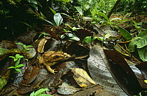Giant toad (Bufo marinus) on leaf litter in tropical rainforest, Guanacaste NP, Costa Rica