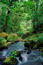 Tropical rainforest. Braulio Carillo NP, Costa Rica, Central America
