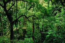 Tropical rainforest. Braulio Carillo NP, Costa Rica, Central America