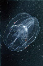 Comb Jelly (Ctenophore)