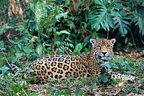 Jaguar (Panthera onca) Belize captive