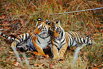 Tiger mother with cub, Bandhavgarh NP, India
