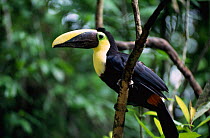 Chestnut mandibled toucan. (Ramphastos ambiguus swainsonii) Panama