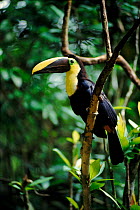 Chestnut mandibled toucan, Panama, Central America