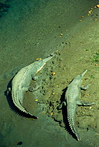 Gharials basking on river bank (Garialis gangeticus) Corbett NP