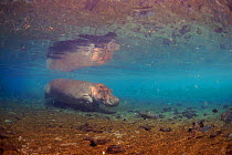 Hippopotamus underwater. Mzima Springs, Kenya