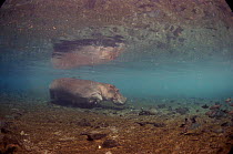 Hippopotamus underwater. Kenya, Mzima Springs