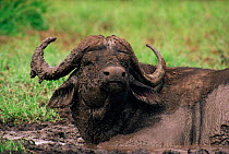 Buffalo (Syncerus caffer) in mud, Kruger NP South Africa