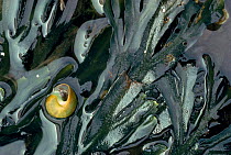 Serrated (Toothed) wrack (Fucus serratus) with marine mollusc (Littorina littoralis) on the seaweed. Scotland, UK, Europe