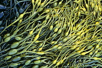 Knotted Wrack seaweed (Ascophyllum nodosum) Scotland