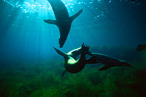 Californian sealions swimming underwater {Zalophus californianus} Baja, Mexico.