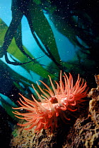 Sea anemone (Actinia equina) in kelp  (Laminaria sp). England, UK, North Atlantic