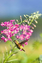 Calliope Hummingbird feeding. (Stellula calliope) USA Grand Teton NP