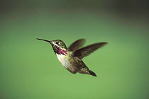 Calliope Hummingbird flying / hovering (Stellula calliope) USA Grand Teton NP