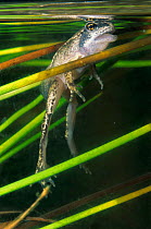Common frog juvenile (Rana temporaria)