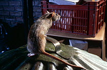 Brown rat {Rattus norvegicus} on dustbin lid. Captive, UK
