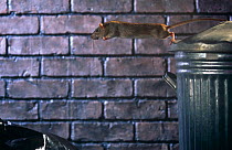 Brown Rat (Rattus norvegicus) jumping from dustbin, captive, UK