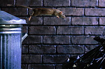 Brown Rat jumping from dustbin. (Rattus norvegicus) England