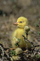 Snow Goose chick (Chen caerulescens) NE Manitoba, Canada