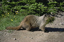 Woodchuck / Hoary Marmot (Marmota monax) carrying grass, USA