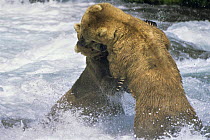 Brown Bears fighting. Alaska (Ursus arctos) USA