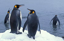 King Penguins, South Georgia (Aptenodytes patagoni)