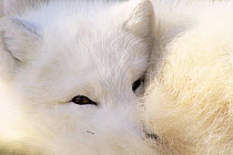 Arctic fox resting portrait, Canada (Alopex / Vulpes lagopus) captive in wildlife park