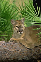 Florida Panther/ Puma,  captive (Felis concolor) USA
